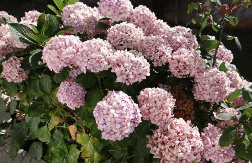 Ribeiro´s House - Foto 19