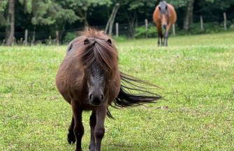 Très beau gîte à proximité du Lac de Vassivière - Foto 20