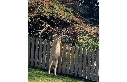 on the Willmann farm - Foto 37