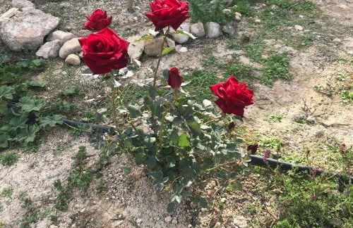 La Almedina casa Bellavista - Foto 50