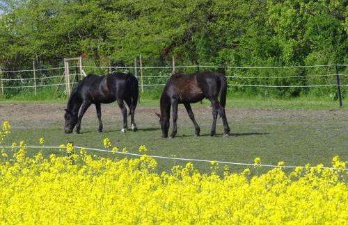 Inselidylle Villa Kunterbunt - Foto 23