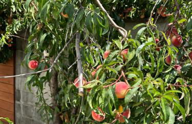 Moonlit Serenity - Foto 23