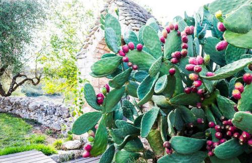 Masseria Trulli&Stelle B&B - Foto 23