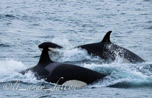 Northern Lights Log House w/ Sauna - Foto 53