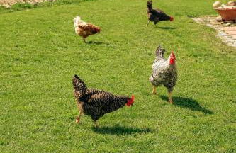 Herdade da Ordem - Foto 78