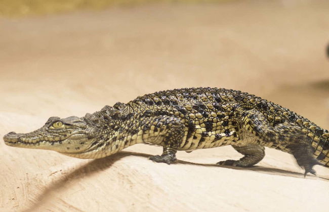 Billet pour le Crocodile Park - Photo 6