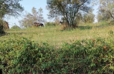 Le Vecchie Scuderie - Foto 36