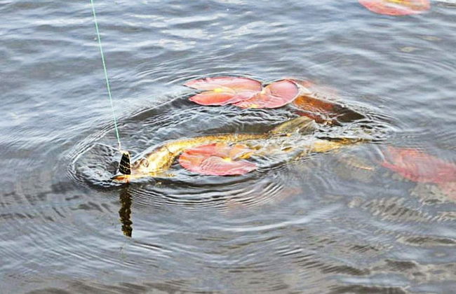 16 Person Holiday Home in Palsboda-by Traum - Foto 20