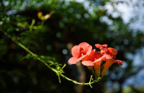 Dorotea Luxury Rooms - Foto 63