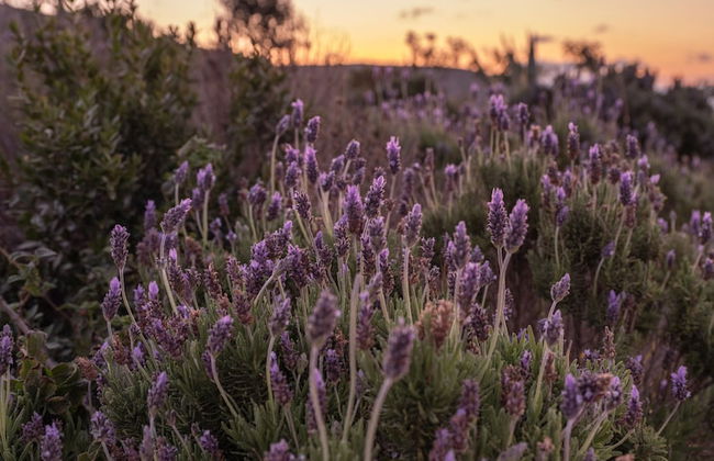 Terra Della Salvia - Photo 46