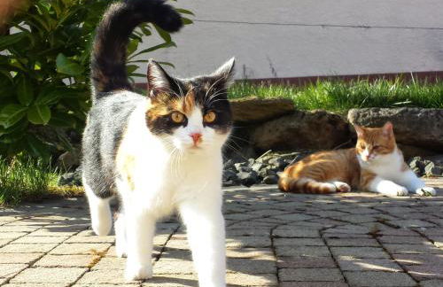 Auszeit am Vulkan - Appartements mit Fasssauna - Photo 45