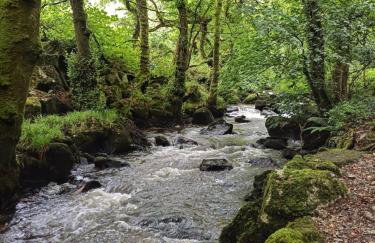 The Conifers 3 Room Small but Stylish Self Catering Bedsit Flat in Nature Reserve Free Eden taxi b4 9pm no lounge - Photo 33