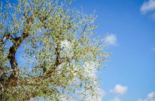 Quattroperle Trulli - Relax - Puglia - Foto 28