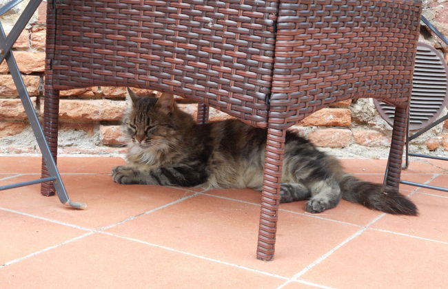 Da Tilli alla Fornace - Foto 63