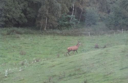 Na skraju gaju - Foto 42