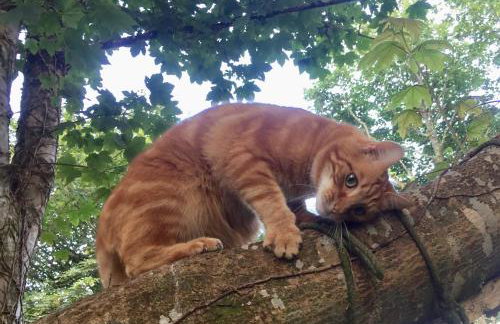 Tranquil Cornish Heritage Retreat - Foto 26
