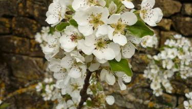 La cabane au fond du jardin - Foto 5