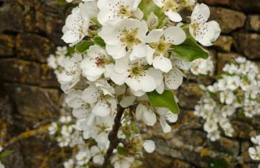 La cabane au fond du jardin - Foto 5