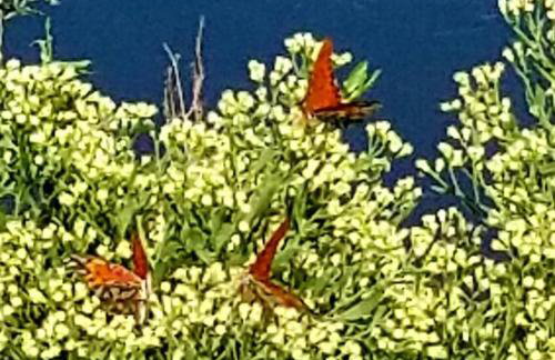 Dog Friendly-Short Walk to Beach-Canal Front-Screened Porch-Peaceful - Foto 56