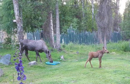 Talkeetna Fireweed cabin 2 - Foto 7