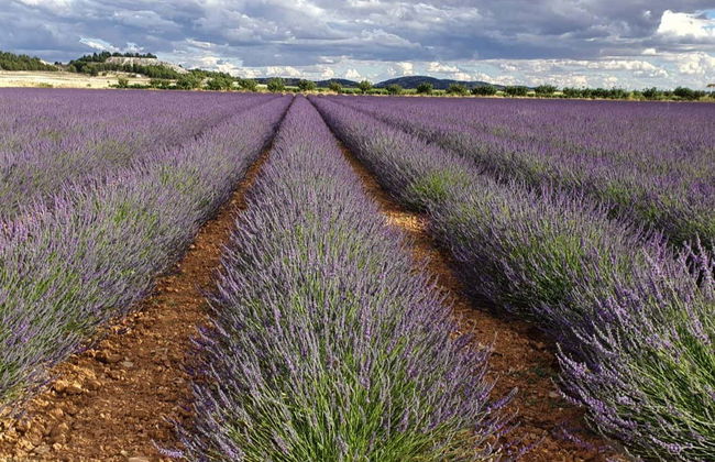 Osservazione astronomica nei campi di lavanda - Foto 6
