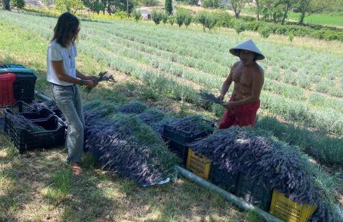 Azienda Agricola Il Querceto - Foto 8
