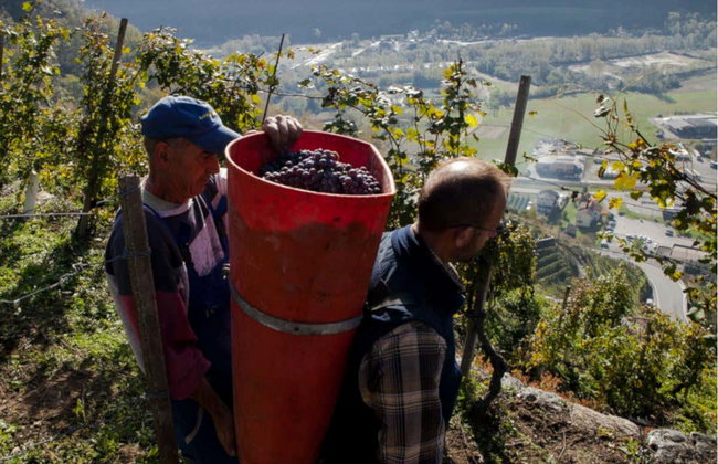 Degustazione di vino a Chiuro - Foto 6