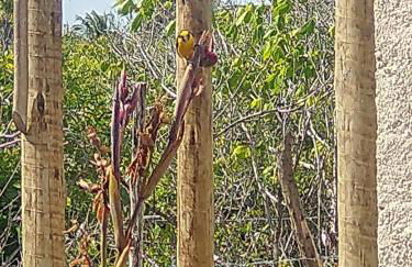 Loft 1 - Casa Aratu Guaiú Barra de Mamanguape - Photo 20