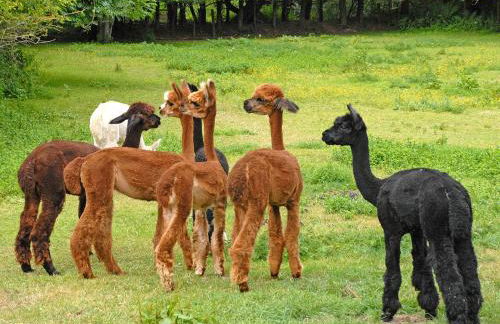 Bridge View - Cottage - Photo 28