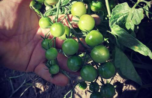 Cortijo Claudia - Foto 61