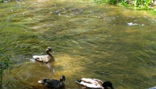 Birch Creek #8 - 2BR/1.5BA - Foto 3