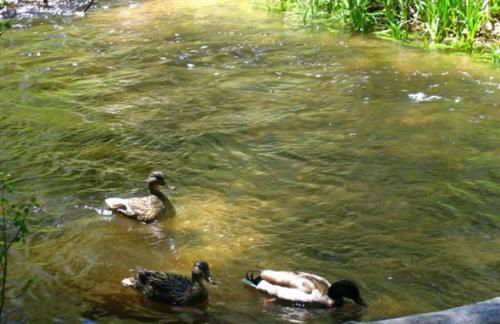 Birch Creek #8 - 2BR/1.5BA - Foto 3