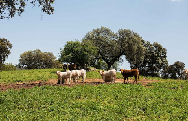 Country Mansion in Montemor-o-novo Alentejo - Foto 37