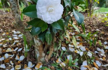 Refúgio Mata Atlântica, Riacho, Piscina, Natureza - Foto 59