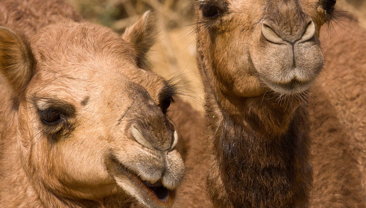 El Tanque Camel Ride Tour - Photo 1, El Tanque Camel Ride Tour