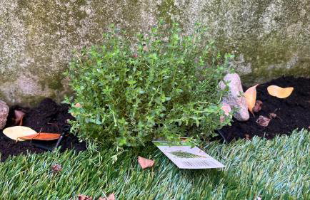 Garden Suite - Foto 74