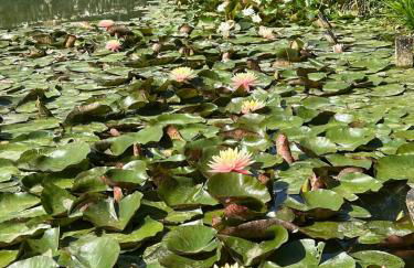 Le tarin des aulnes - Grand gîte Nénuphar - Photo 15