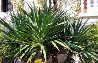 Apartments with parking space Ugljan - 8527 - Foto 14