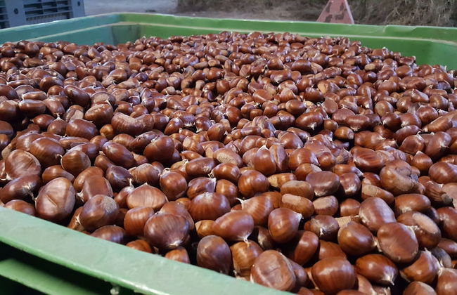 Agriturismo Bio I Rondinelli - Foto 32