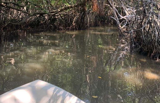 Passeio de barco pelos manguezais de Bentota - Foto 3