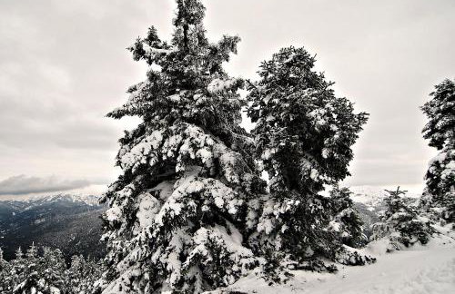 Petrino Rodo - Foto 18