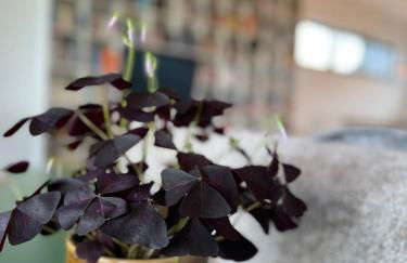 Ferienwohnung Faulhauer - Foto 34