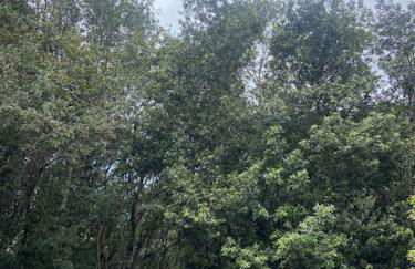 Refugio Luz de vida Anaga - Foto 21