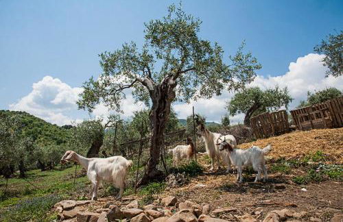 Azienda Agrituristica Bergi - Foto 73