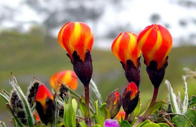 Trekking sul monte Huaytapallana - Foto 7