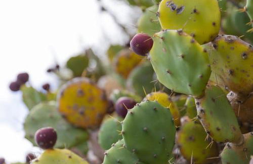 Fonte Da Rocha - PIAS - Photo 10