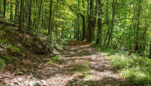 Bootleg Hollow - Foto 5