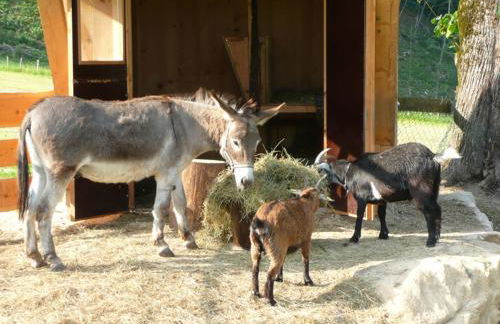 Bognerlehen Rupert Kurz - Foto 5