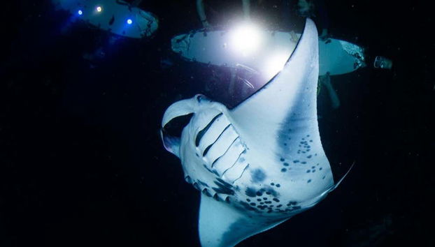 Night Swim with Manta Rays - Foto 5