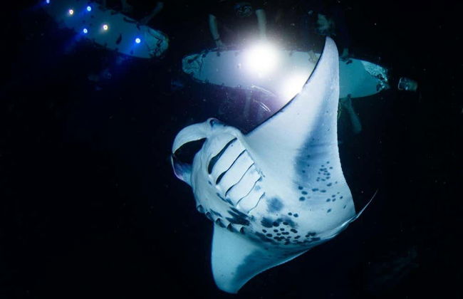 Night Swim with Manta Rays - Foto 5